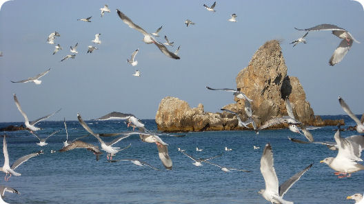 韓國江原道湫岩 - 漫天海鷗飛翔漂亮景色