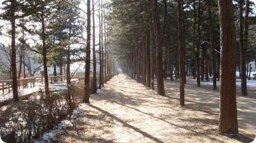 韓國江原道南怡島